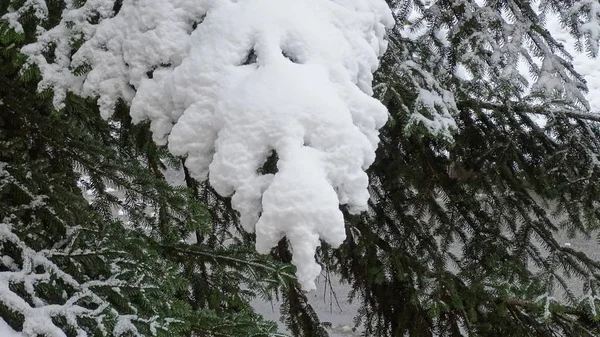 Густий Сніг Лежить Гілці Ялини Повторюючи Контур — стокове фото