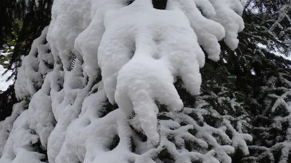 Густий Сніг Лежить Гілці Ялини Повторюючи Контур — стокове фото