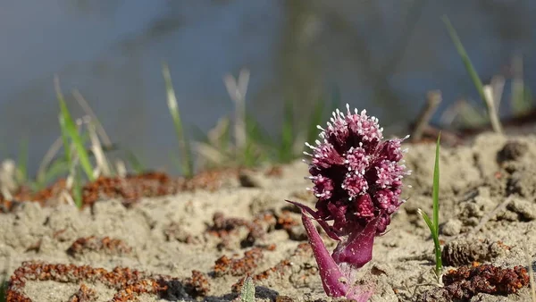 On the river bank, an exotic raspberry plant made its way through the sand.