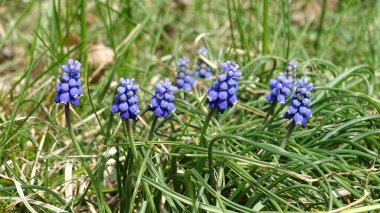Orman çimlerinde mavi Muscari çiçekleri.