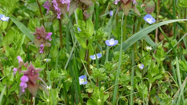 Весенние Синие Фиолетовые Цветы Зелени Травы Опушке Леса — стоковое фото