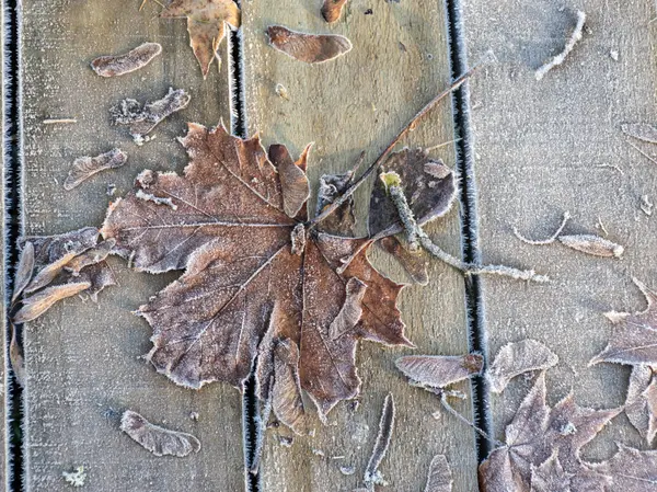 Abstraktní Obraz Dřevěnou Lávkou Suchým Matným Podzimním Listím Vhodný Pro — Stock fotografie