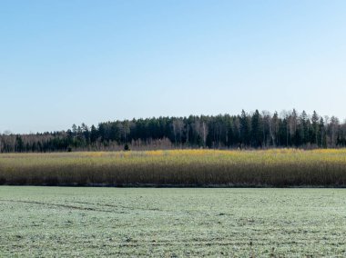 Çizgili desen, renkli arkaplan, çimenli resim, ağaçlar, toprak ve gökyüzü renkleri