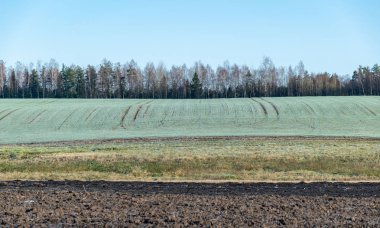 Çizgili desen, renkli arkaplan, çimenli resim, ağaçlar, toprak ve gökyüzü renkleri