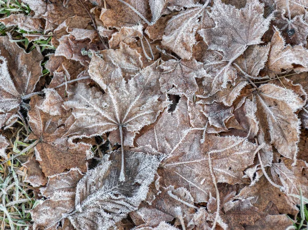 Quadro Abstrato Com Passarela Madeira Folhas Outono Fosco Seco Adequado — Fotografia de Stock