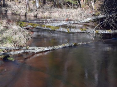 Küçük ve hızlı nehir manzarası, güneşli bahar günü, yavaş çekim
