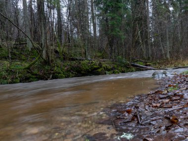 Dik bir nehrin sisli görüntüsü ve yosunlu kıyı şeridi, suyun dokusu yumuşak bir şeyin hissini verir.