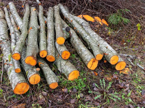 Krajina Dřevěnými Klády Oranžovými Pařezy — Stock fotografie