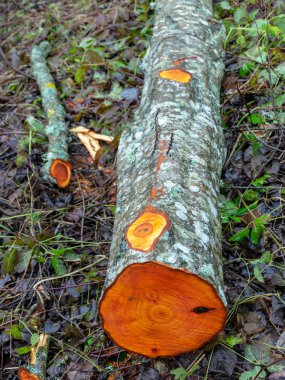 Ağaç gövdeleri kesilmiş sis resmi, yağmurlu ve sisli sonbahar günü