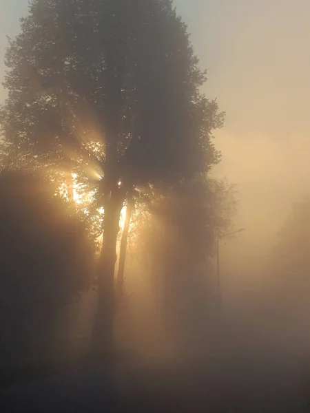 Close Tree Morning Fog Rays Sun Piercing Foliage — Stock Photo, Image