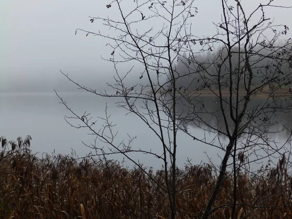 Туманный Пейзаж Голых Деревьев Реки Покрытой Зубами — стоковое фото
