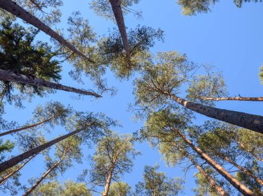 Renkli ağaçlarla dolu sonbahar manzarası