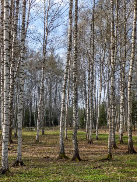 Tronchi Betulla Nel Parco Giorno Autunno — Foto Stock