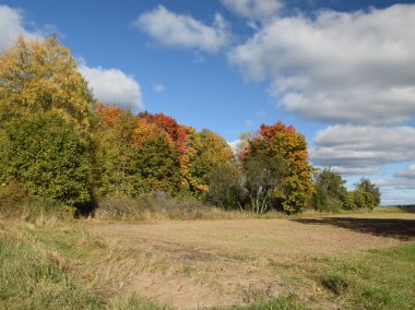Renkli ağaçlarla dolu sonbahar manzarası
