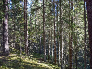  Çam ağaçları ve bataklık gölleriyle kaplı kış manzarası