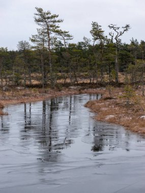  Çam ağaçları ve bataklık gölleriyle kaplı kış manzarası
