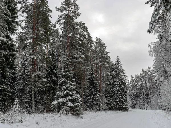 Landskap Med Snötäckta Träd Stranden Floden — Stockfoto