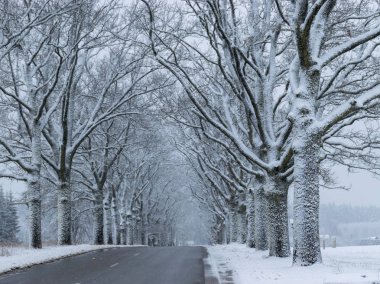 Karlı bir ara sokakta güzel bir kış filmi.
