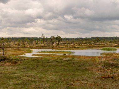 Bataklık gölü, küçük adalar, bataklık çamları ve su yansımaları olan manzara