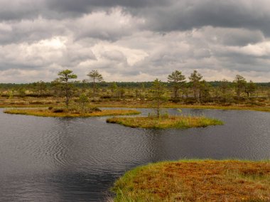 Bataklık, bataklık çamları ve gölleri, bataklık otları ve yosunlarıyla güzel bir yaz manzarası.
