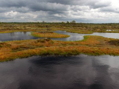 Bataklık, bataklık çamları ve gölleri, bataklık otları ve yosunlarıyla güzel bir yaz manzarası.