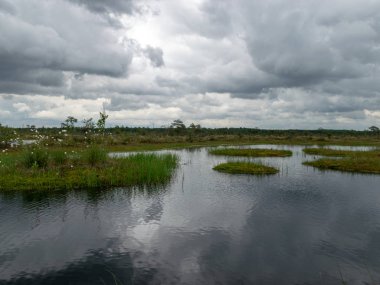 Bataklık, bataklık çamları ve gölleri, bataklık otları ve yosunlarıyla güzel bir yaz manzarası.