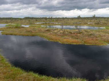 Bataklık gölü, küçük adalar, bataklık çamları ve su yansımaları olan manzara