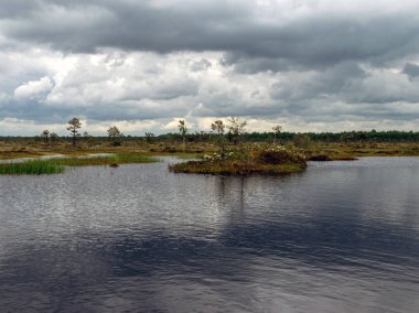 Bataklık gölü, küçük adalar, bataklık çamları ve su yansımaları olan manzara