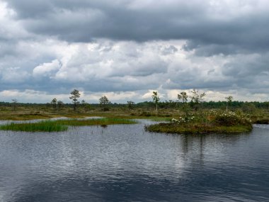 Bataklık gölü, küçük adalar, bataklık çamları ve su yansımaları olan manzara
