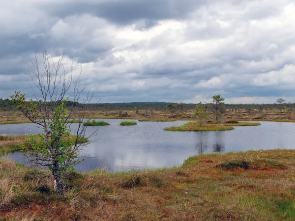 Prachtig Zomers Landschap Met Moeras Moerasdennen Meren Moerasgras Mos — Stockfoto