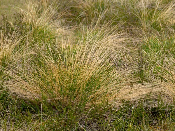 Schöne Sommerlandschaft Mit Sumpf Sumpfkiefern Und Seen Sumpfgras Und Moos — Stockfoto