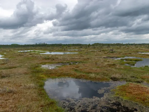 Landskap Med Myrsjö Och Små Öar Myrtallar Och Vattenreflektioner — Stockfoto