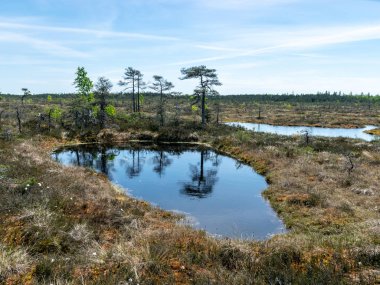Bataklık gölü, küçük adalar, bataklık çamları ve su yansımaları olan manzara