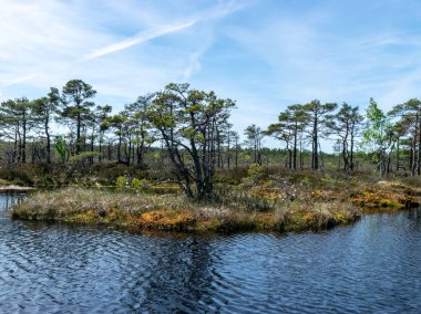 Bataklık gölü, küçük adalar, bataklık çamları ve su yansımaları olan manzara