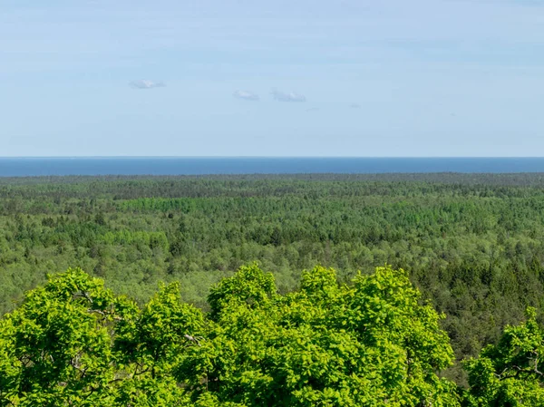 Пейзаж Зелеными Вершинами Деревьев Морем Вдали — стоковое фото