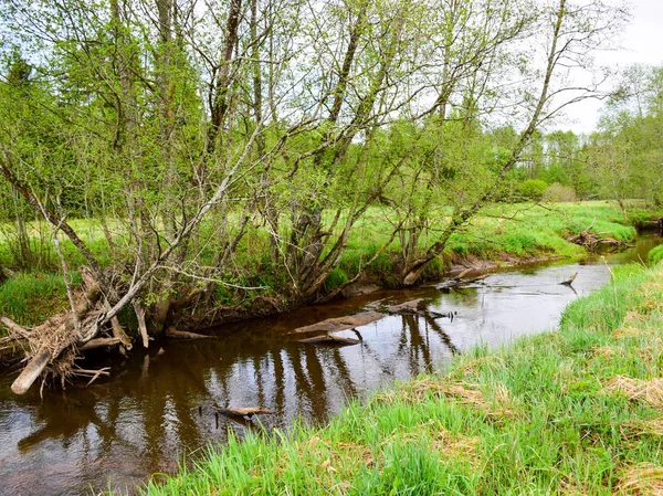 Краєвид Невеликою Річкою Зеленими Деревами Березі Весна — стокове фото