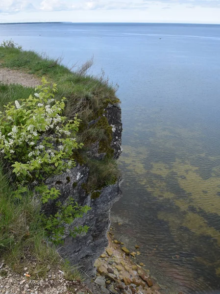 从岩石海岸眺望大海 前景是沿海植物 — 图库照片
