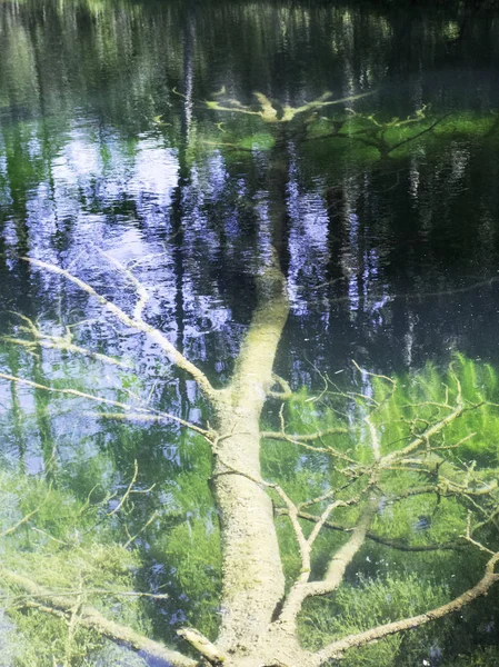 Abstraktes Bild Mit Ästen Unter Wasser — Stockfoto