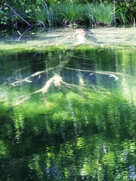 Abstrakcyjny Obraz Gałęziami Drzew Pod Wodą — Zdjęcie stockowe