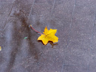 Suda renkli ağaç yaprakları