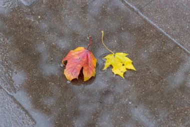 Suda renkli ağaç yaprakları