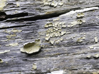 Ahşabın eski soyulmuş renginde soyut bir resim
