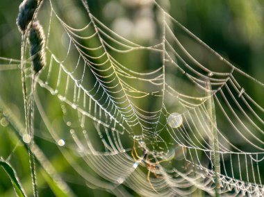Sabah çiğ tanesinde örümcek ağı, yakın çekim görüntüsü