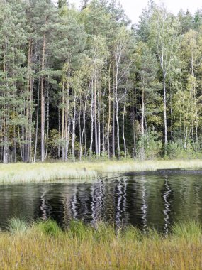 Orman gölüne yansıyan ağaç manzarası