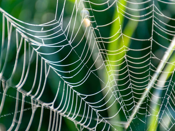 Ragnatela Nella Rugiada Del Mattino Vista Vicino — Foto Stock