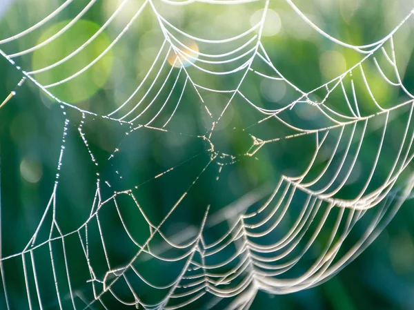 Sabah çiğ tanesinde örümcek ağı, yakın çekim görüntüsü