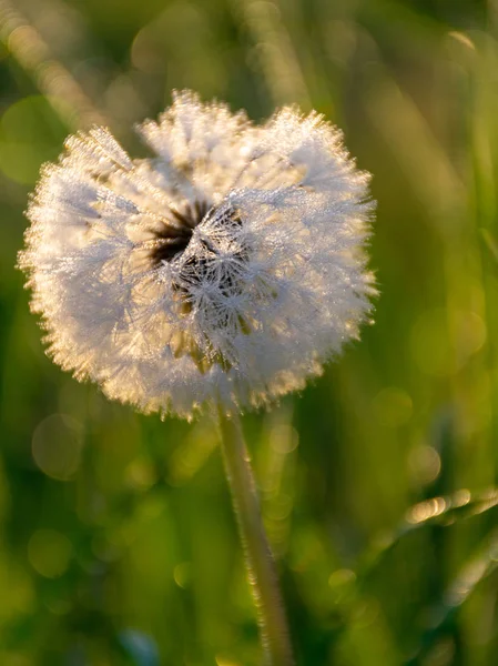 Picture Dandelions Morning Dew Close View — Stock Photo, Image