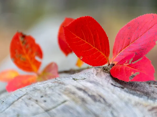  Ön plandaki ladin gövdesinde parlak kırmızı bir yaprak, bulanık bir arka plan