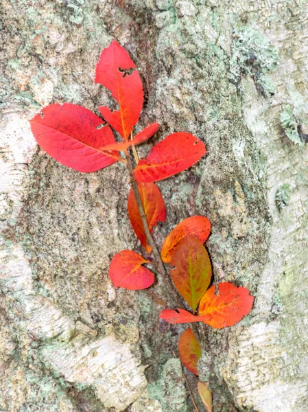 在前部的云杉树干上 有一片鲜红的叶子 背景模糊不清 — 图库照片