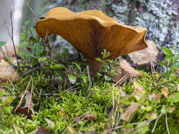 Quadro Com Cogumelos Outono Close — Fotografia de Stock